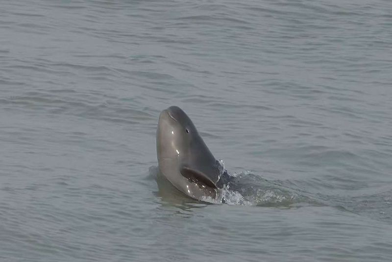 小《精灵戏水》陈伟 .jpg