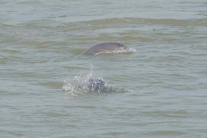 小《江豚逐浪》吴为民 .jpg